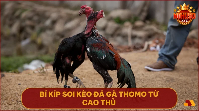 Đá gà Thomo NOHU90 - Trực tiếp đấu trường kê vương & bí kíp bất bại 5 Kinh nghiệm thực chiến giúp bạn đọc vị kê vương và tối ưu hóa lựa chọn cược.