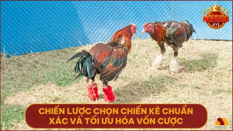 Trải nghiệm đá gà nohu90 với kèo chuẩn & livestream sắc nét 3 Áp dụng chiến thuật hợp lý sẽ tăng cơ hội thắng và giữ vững nguồn vốn.