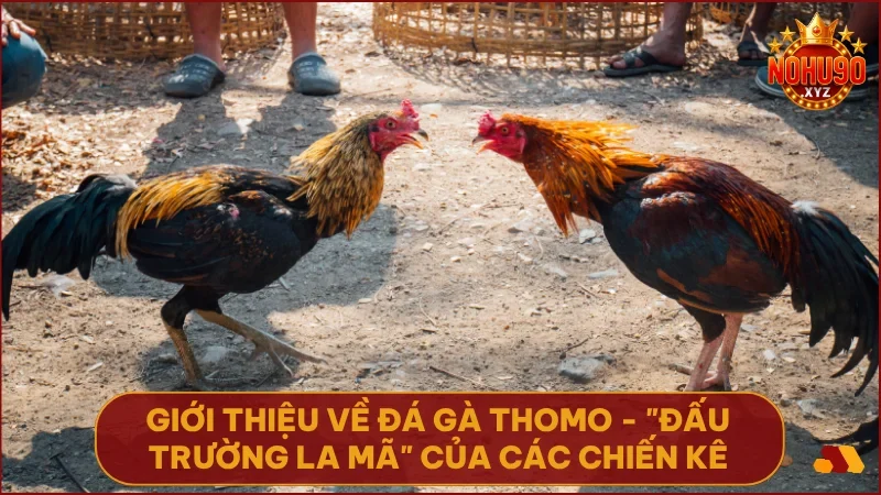 Đá gà Thomo NOHU90 - Trực tiếp đấu trường kê vương & bí kíp bất bại 2 Thomo nổi bật với trường gà hợp pháp, các trận đấu diễn ra liên tục và đầy kịch tính.